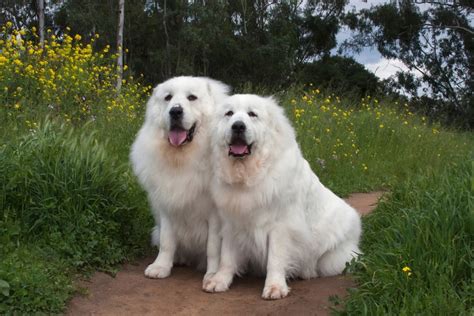 Black Great Pyrenees Unveiling The Secrets Of This Unique Breed How