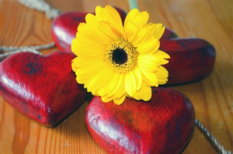 Yellow Flower And Red Heart Free Stock Photo Public Domain Pictures