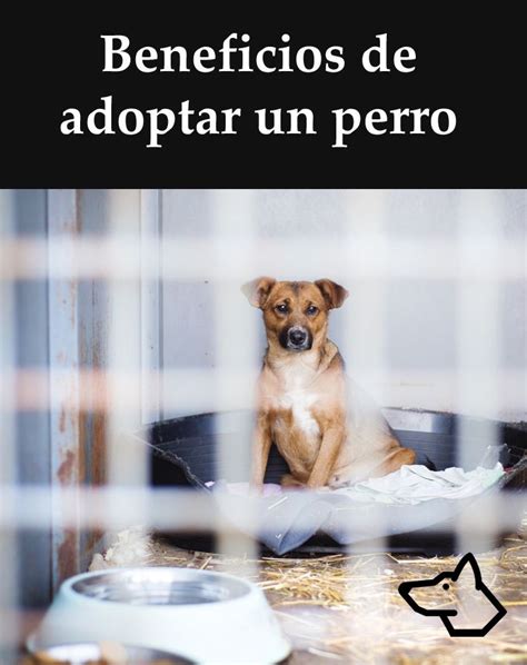 beneficios de adoptar un perro si quieres integrar a un perro a tu vida piensa en la adopción
