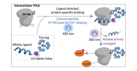 A Toolkit For Engineering Proteins In Living Cells Peptide With A
