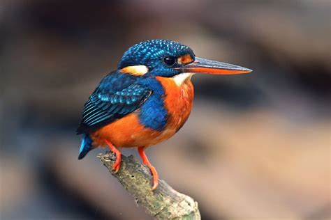 Indigo Banded Kingfisher Endemic To Philippines Pet Birds Pretty