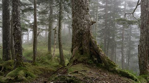 Temperate Rainforest Trail In Sitka Alaska 5120 × 2880 Oc R