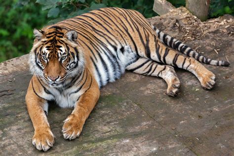 Big Cats Tigers Animals Wallpapers Wallpapers Hd Desktop And