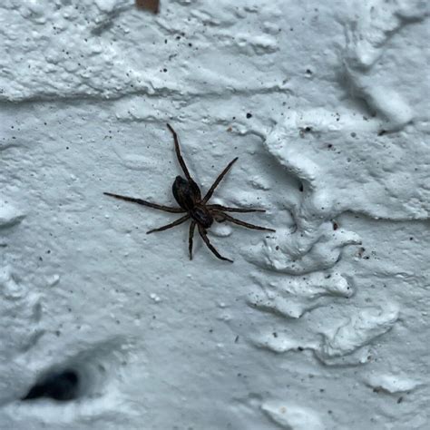 Wolf Spiders In Idaho Complete Guide
