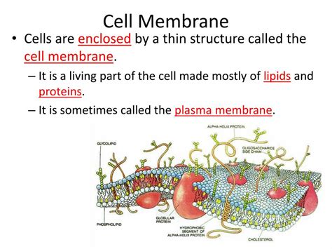 Ppt Unit 2 Part 1 Cell Structure And Function Membrane