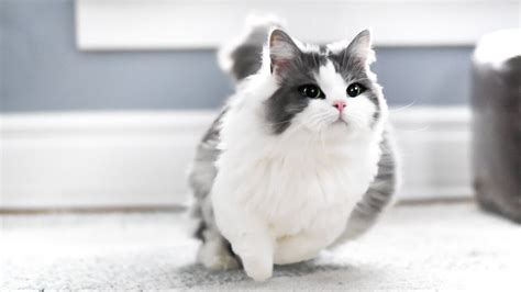Munchkin's short legs should not be attributed to having been involved with a dog of the same quality, the dachshund. How FAST can munchkin cats run? - YouTube