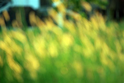 Blurry Grass Background Free Stock Photo Public Domain Pictures