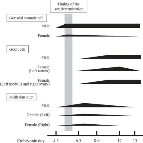 A Scheme Of The Spatiotemporal And Sexual Dimorphic Expression Patterns Download Scientific