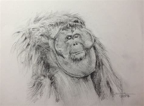 Dibujo De Un Orangutan Macho A Lapiz Por Francisco Javier Abellán