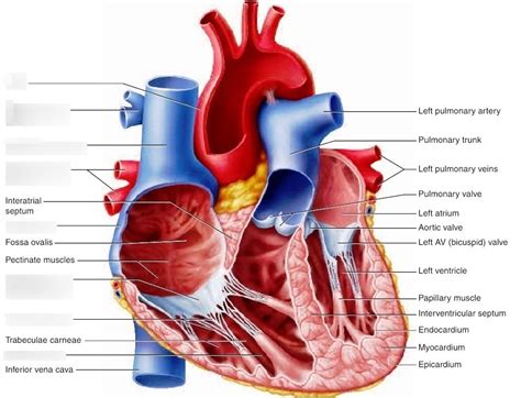 Internal Anatomy Of The Heart Anatomical Charts And Posters
