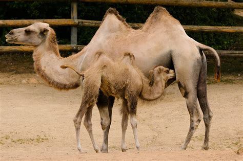 20 interesting facts about camels that you should know about whatdewhat