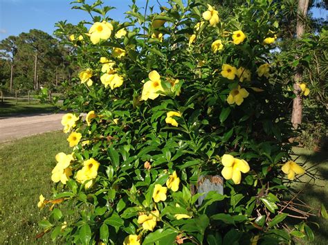 Allamanda Is One Of South Floridas Most Colorful Plants