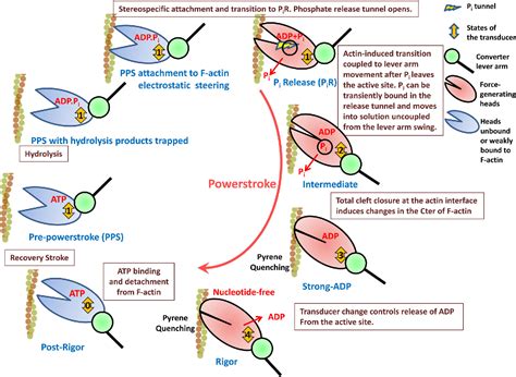 Actin Myosin Kinetic Cycle And Phosphate Release Semantic Scholar