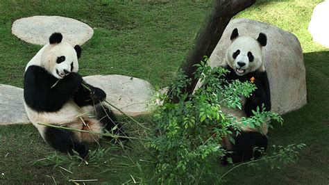 Live Panda House Is A Key Attraction At Qatar World Cup Cgtn