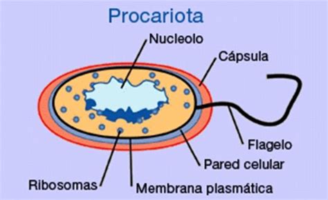 Celulas Procariota Imagui