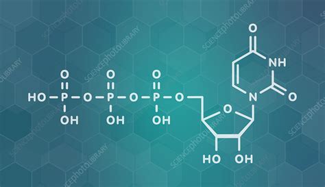 Uridine Triphosphate Nucleotide Molecule Illustration Stock Image