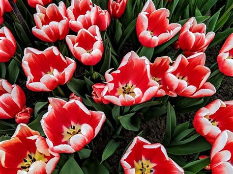 Maybe you would like to learn more about one of these? 45 Photos Of Keukenhof Tulip Gardens Near Amsterdam ...