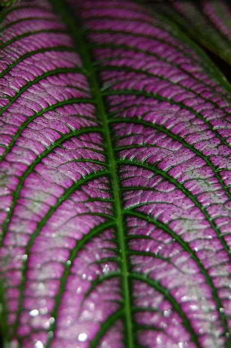 Purple Leaf Purple Variegated Leaf The Royal Botanic Gard Flickr
