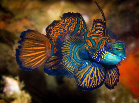 Aquarium Depot Mandarin Fish Beautiful Sea Creatures Saltwater