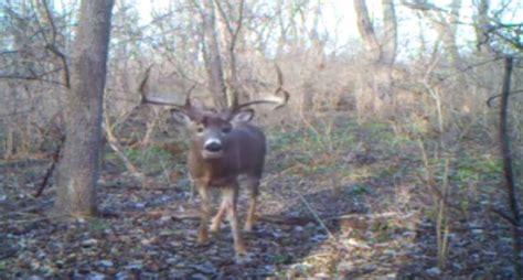 Wide Antlered Deer Is Actually An 8 Point Buck Wide Open Spaces