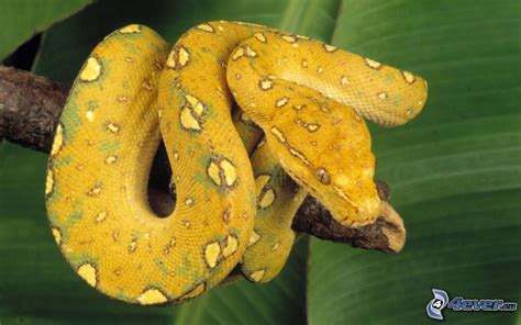 Downloade dieses freie bild zum thema snake python gelbe aus pixabays umfangreicher sammlung an public domain bildern und videos. Python