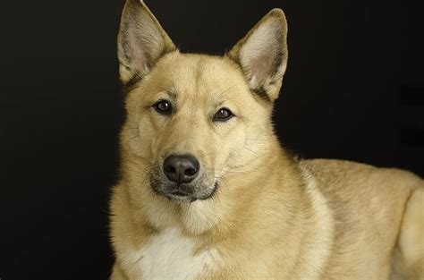 Husky German Shepherd Yellow Lab Mix Dog Breed Shepskymix