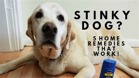 Home Remedies For Smelly Dog Feet