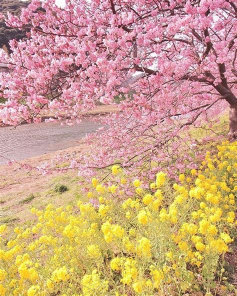 Gorgeous Pink And Yellow Blossom Yellow Aesthetic Pastel Green