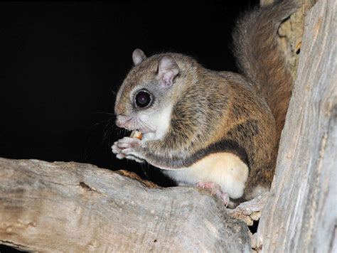 Virginia Northern Flying Squirrel