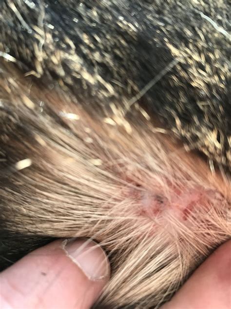 Scabs On Cats Back Thecatsite