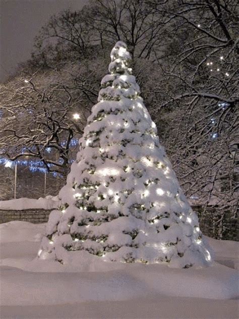 twinkling snow covered tree pictures   images  facebook tumblr pinterest