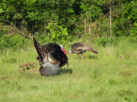 7 Ways To Improve Wild Turkey Habitat Albert Land Management