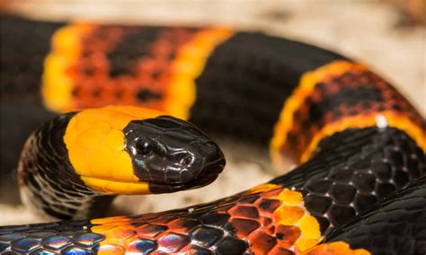 Venomous Poisonous Snakes In South Carolina Az Animals