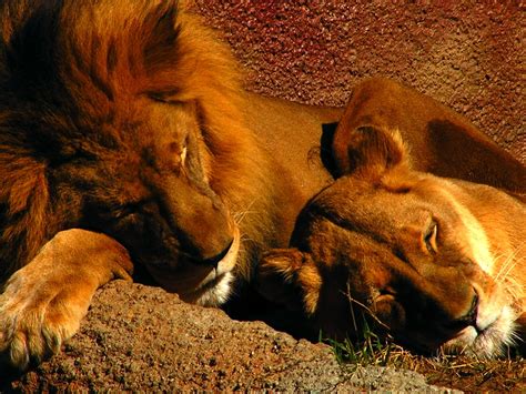 Free Sleeping Lions At Sunset Stock Photo