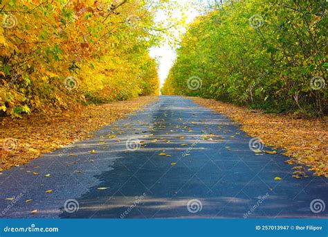 Autumn Landscape Asphalt Road Leading Into The Distance Stock Image