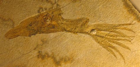 Louisville Fossils And Beyond Jurassic Period Acanthoteuthis