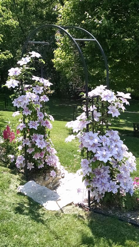 Best clematis for small garden. Clematis arbor from Julie D's Garden | Clematis, Garden ...