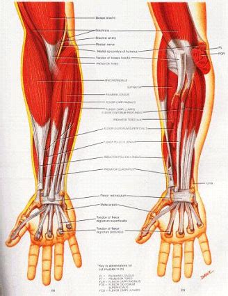 The muscles in the posterior compartment of the forearm are commonly known as the extensor muscles. Injury Prevention - Golfers Elbow, Elbow Tendonitis and ...