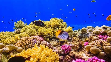 A Coral Reef In The Red Sea Near Egypt 2016 Bing Desktop Wallpaper View