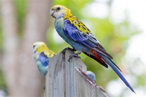 Australian Parrots Australia S Wonderful Birds