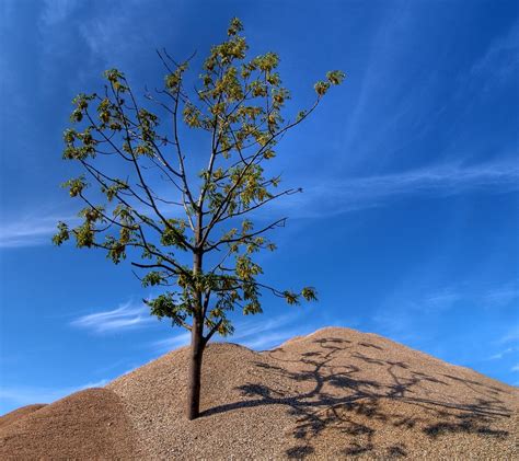 Tree And Gravel Hdr Free Photo Download Freeimages
