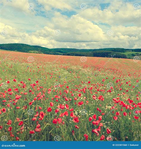 Poppy Flowers Field In Spring And Rain Cloudy Sky Stock Photo Image