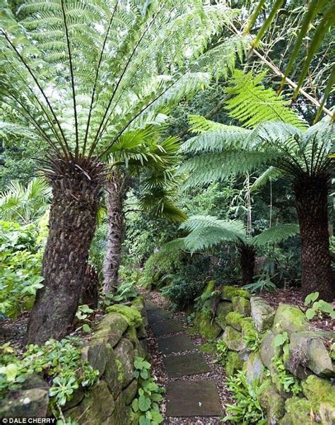 Fern Garden Love The Tree Fern Jungle Gardens Palm Trees Garden Tropical Garden