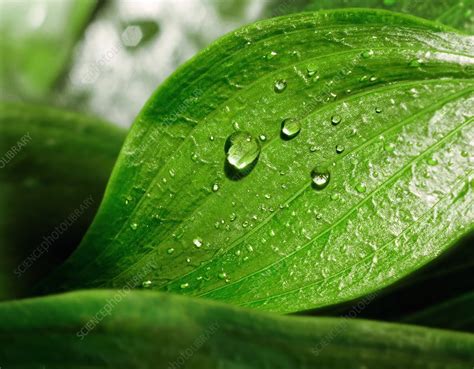 Leaf And Water Droplets Stock Image C0096977 Science Photo Library