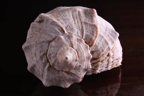 Spiral Sea Shell Stock Photo Image Of Biology Spiral 20135808