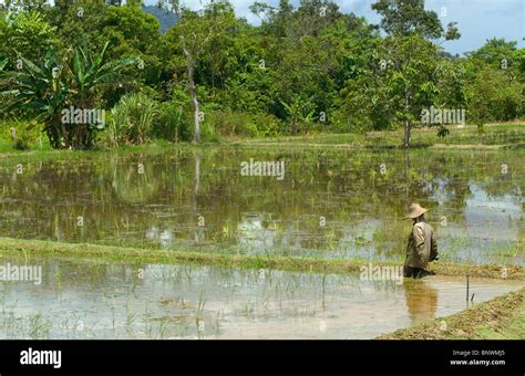 Man Standing In Rice Paddy Field Hi Res Stock Photography And Images