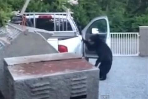 Bears Can Now Break Into Cars Video