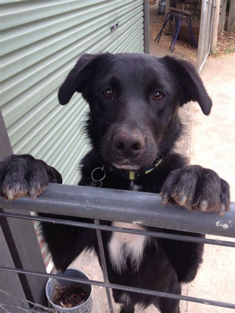 23 Black Lab Border Collie German Shepherd Mix L2sanpiero