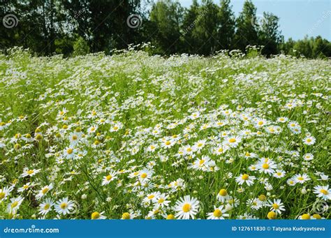 Many Flowers Of Camomile In The Meadow At Summer Day On The Back Stock