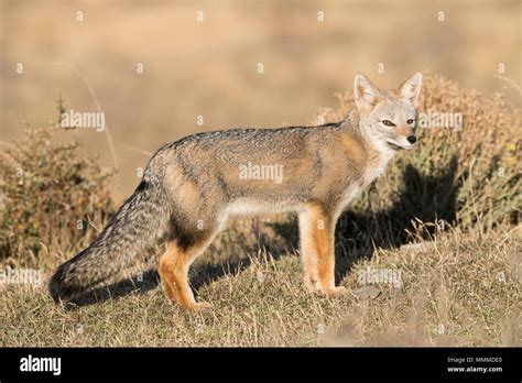 South American Gray Fox Stock Photo Alamy